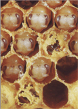 Їжа й життя у вулику бджоли медоносної