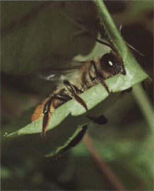 Бджола-листоріз