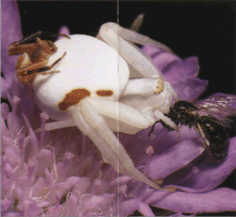 Розмноження павуків-бокоходів