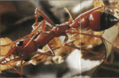 Спосіб життя мурашок-бульдогів