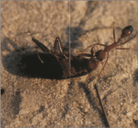 Розмноження мурашок-бульдогів