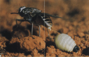 Розмноження мухи цеце