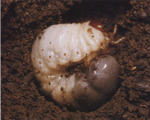 Цикл розвитку Звичайного жука-гнойовика