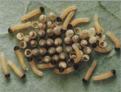 Розмноження білянки капустяни, або капустянки