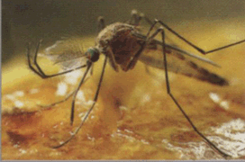 Спосіб життя комарів справжніх