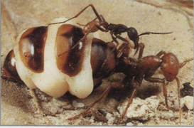 Розмноження мурашки мандруючої