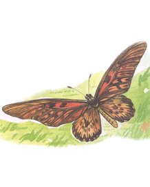Метелик-парусник