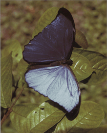 Метелик морфо