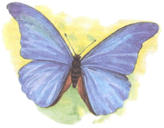 Метелик морфо