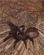 Їжа павуків родини Ctenizidae