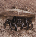 Спосіб життя павуків родини Ctenizidae