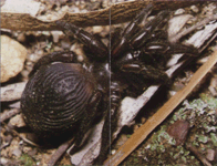 Розмноження павуків родини Ctenizidae