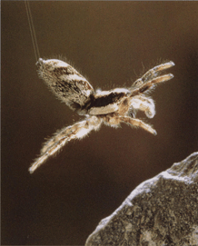Павук-скакун Salticus Scenicus