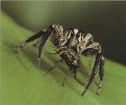 Їжа павуків-скакунів Salticus Scenicus