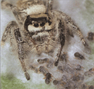 Розмноження павуків-скакунів Salticus Scenicus