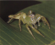 Спосіб життя павуків-скакунів Salticus Scenicus