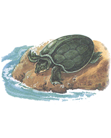 Черепаха двокігтьова