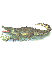 Крокодил гребінчастий