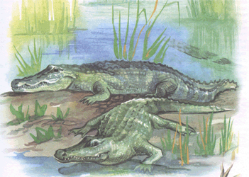 Нільський крокодил