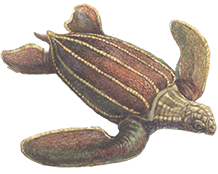 Черепаха шкіряста