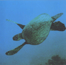 Черепаха зелена