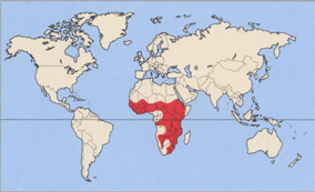 Ареал африканського марабу