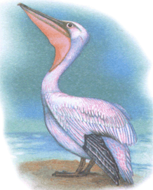 Пелікан