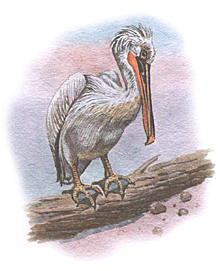 Пелікан кучерявий