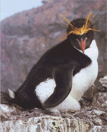 Пінгвін золотоволосий