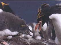 Їжа пінгвіна золотоволосого