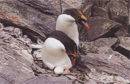 Розмноження пінгвіна золотоволосого