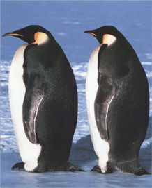 Пінгвін імператорський