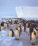 Місце проживання пінгвіна імператорського