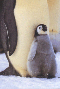 Розмноження пінгвіна імператорського
