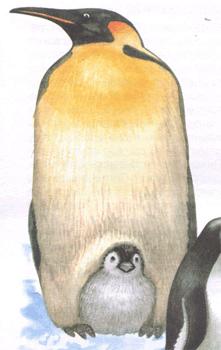 Пінгвін імператорський