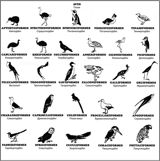 Птахи