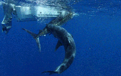 Їжа та полювання акули мако