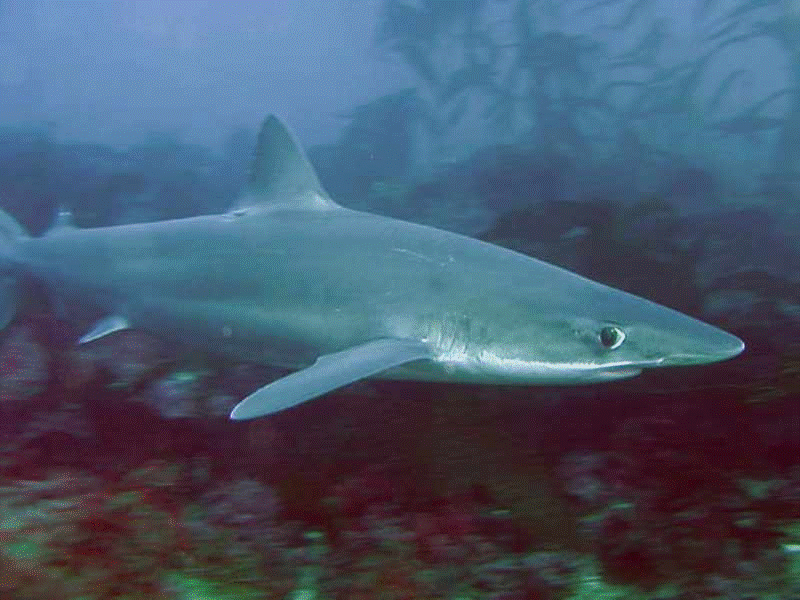 Їжа та полювання акули супової