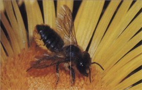 Еда пчелы-листореза