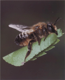 Привычки пчелы-листореза