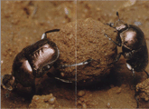 Образ жизни жука-навозника обыкновенного
