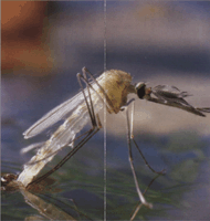 Развитие комаров настоящих