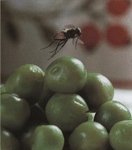 Еда комнатной мухи