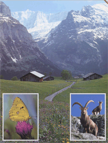 Альпийская фауна и флора