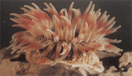 Размножение актинии Tealia Felina