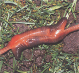 Размножение червя дождевого обыкновенного