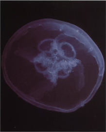 Ушастая медуза, или аурелия
