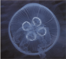 Еда ушастой медузы, или аурелии