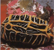 Еда моллюсок голожабровых