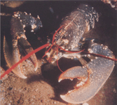 Размножение европейского омара